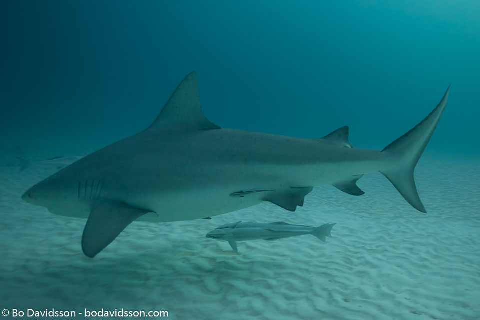 BD-101205-Playa-del-Carmen-2635-Carcharhinus-leucas-(Müller---Henle.-1839)-[Bull-shark.-Tjurhaj].jpg